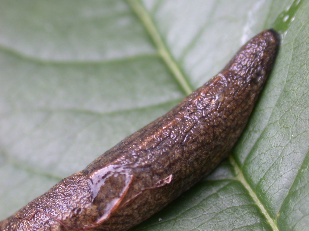 E'' un Limax ...!!! (Tandonia budapestensis)